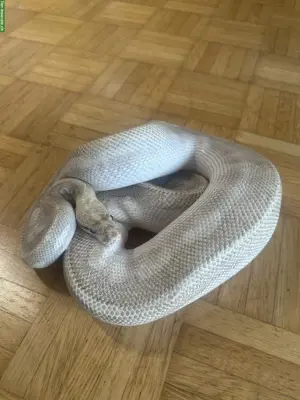 Python regius Ultimate Passion zu verkaufen