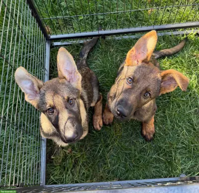 Deutsche Schäferhund Welpen für Arbeit - auf Mitte Juli