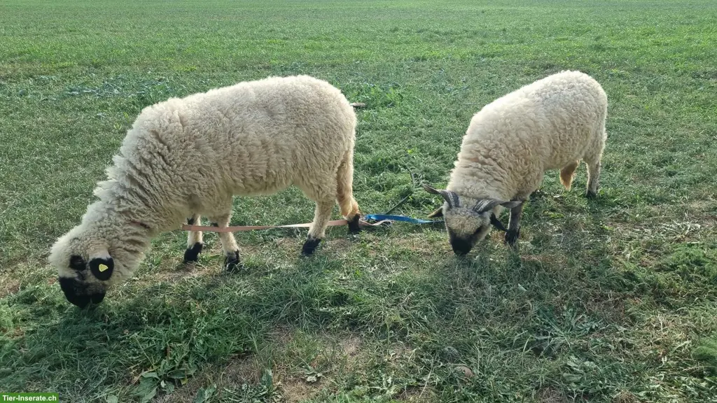 3 Walliser Schwarznasenschafe 50%