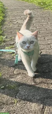 BKH Kater sucht Katze zum paaren