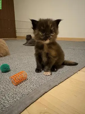 Wir haben reinrassige Maine Coon Kitten