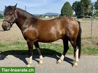 Schöner Ponywallach (Huzule)