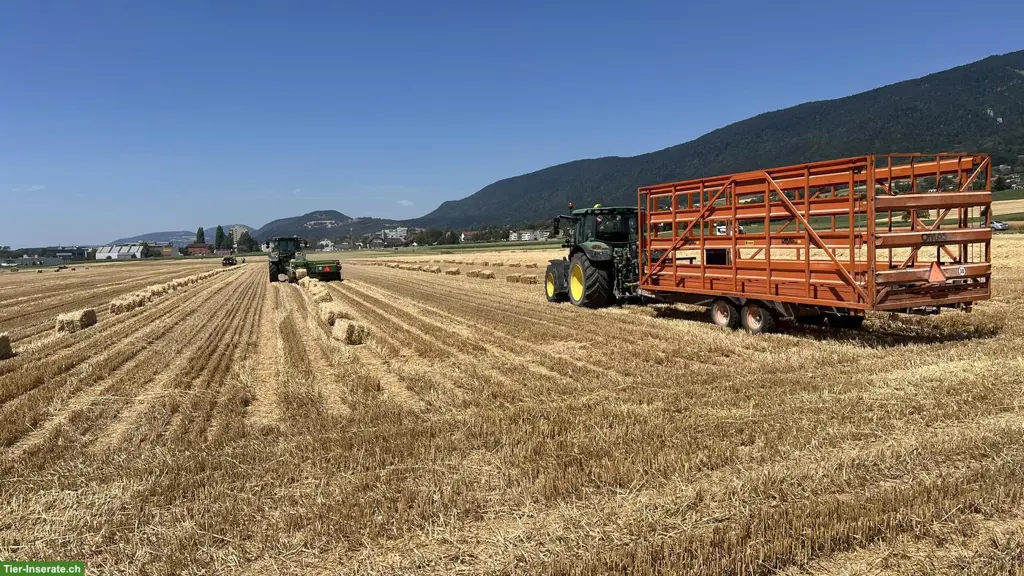 Zu verkaufen: Stroh in Kleinballen ab Hof, Ernte 2026