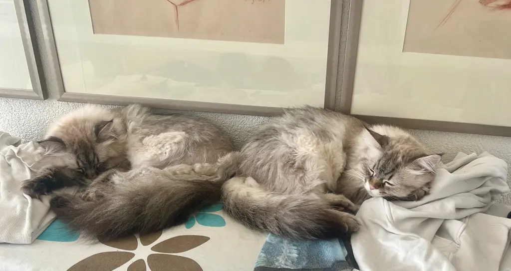Britisch Long Hair Katzenbrüder