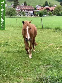 Welsh Pony sucht neue Herausforderung