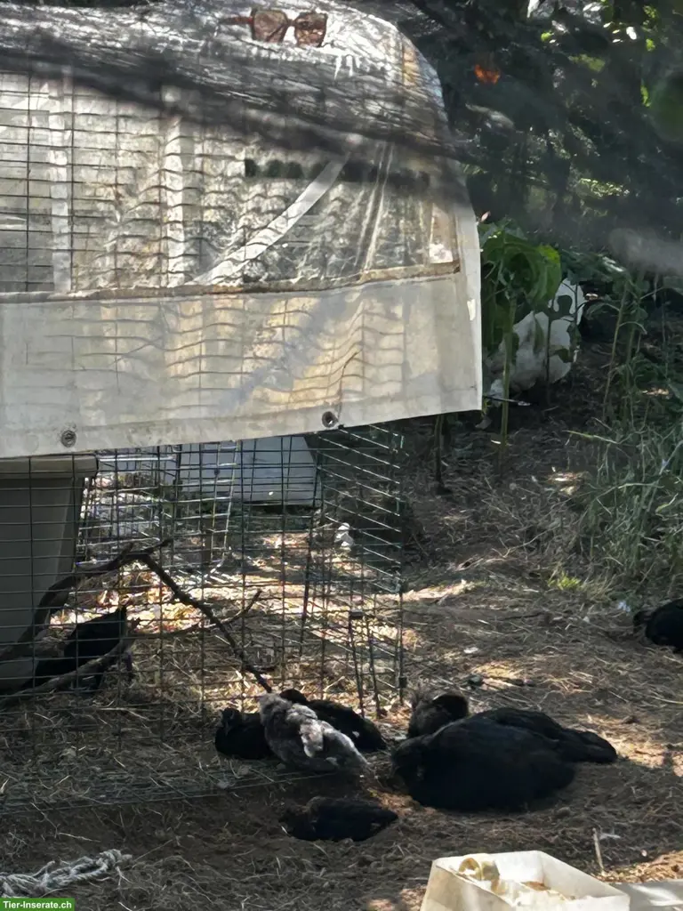 Ayam Cemani x Wyandotte Mix Chicks