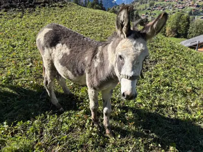 Lieber Eselhengst PIPO zu verkaufen