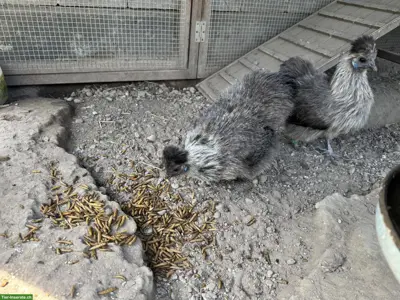 Zwei Zwergseidenhühner wildfarbig mit Hahn