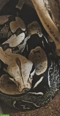 🐍 Boa Constrictor Constrictor Suriname, CH-NZ abzugeben