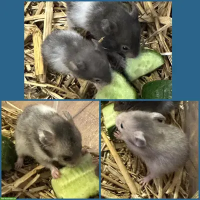 Goldhamster Junge aus liebevoller Zucht
