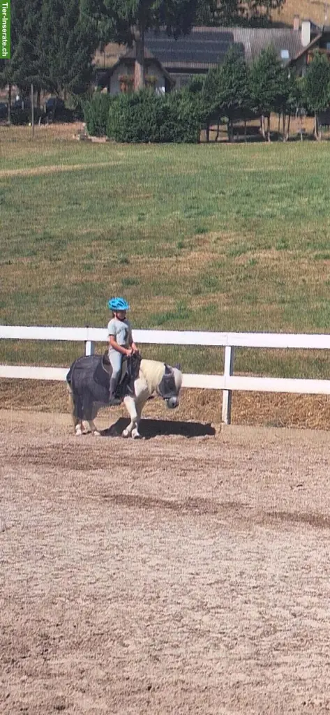 Suche Spazier-/Pflegebeteiligung Pony