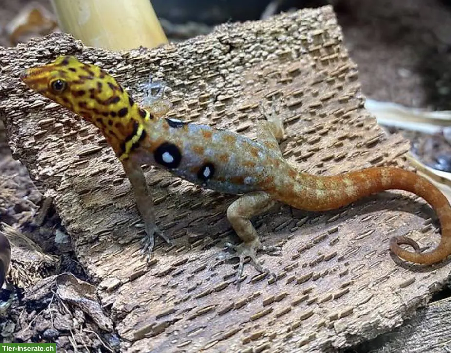 Gonatodes ocellatus, Augenfleck-Gecko
