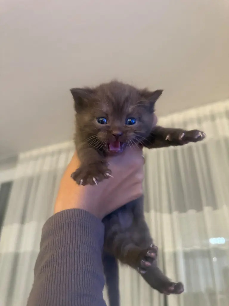Kitten