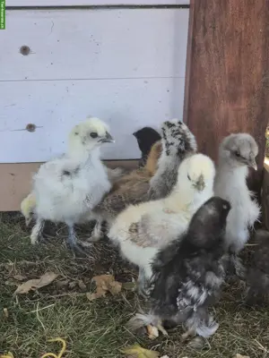 Seidenhuhn Küken zu verkaufen