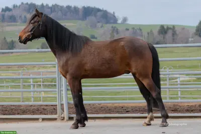 Amir vom Aeschlenberg - Traber/Araber x Pinto/Schweizer Warmblut