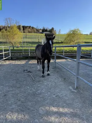 Reitbeteiligung in Altikon ZH für Hannoveraner-Stute