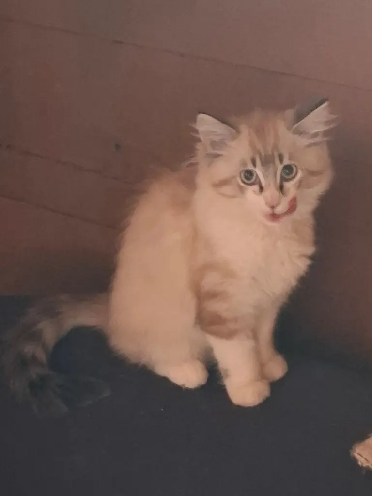 Katze Neva Masquarade mix lili