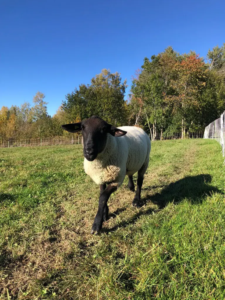 Hübscher Suffolk Bock zu verkaufen
