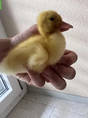 Pekingenten Küken zu verkaufen