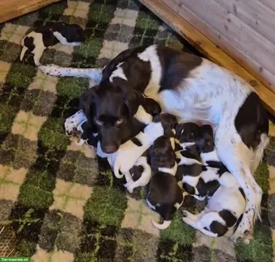 Kleine Münsterländer Welpen