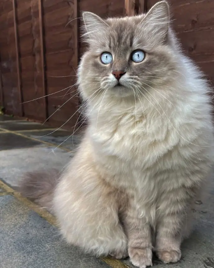 b46651cd-89e9-4e99-9012-34a85bddf5ef-Ragdoll cats (10).jpg