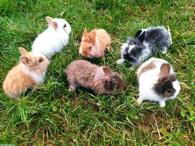 Junge Meerschweinchen oder Zwergkaninchen mit Kleintierställen