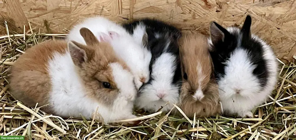 Auffangstation: Kaninchen