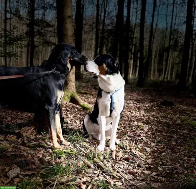 Hunde Aylia & Ares suchen gemeinsames liebes Zuhause