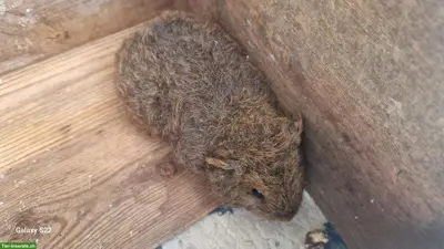 Baby Meerschweinchen abzugeben