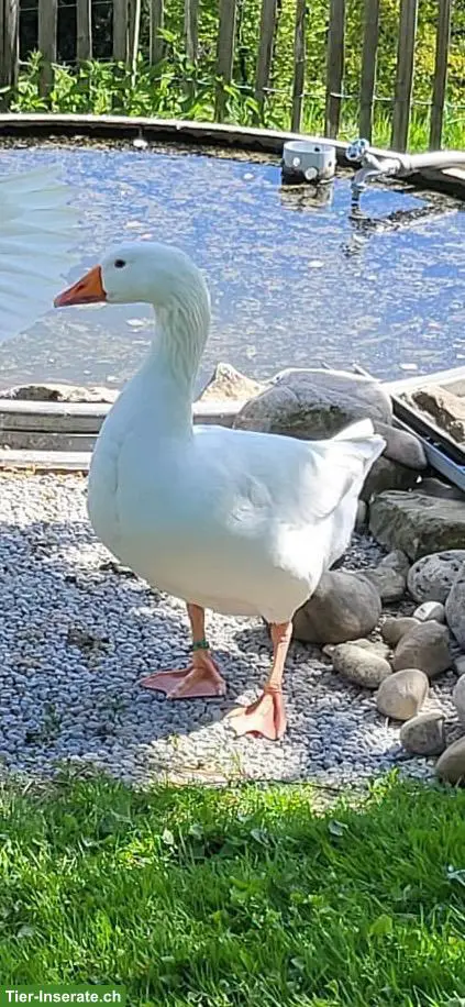 Ganter "Hans" (25-A891) sucht neuen Platz