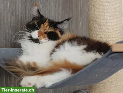 Maine Coon Kastratinnen mit Stammbaum
