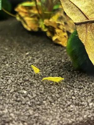 Neocaridina Zwerggarnelen in 8 Farben