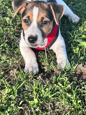 Jack Russel Welpen