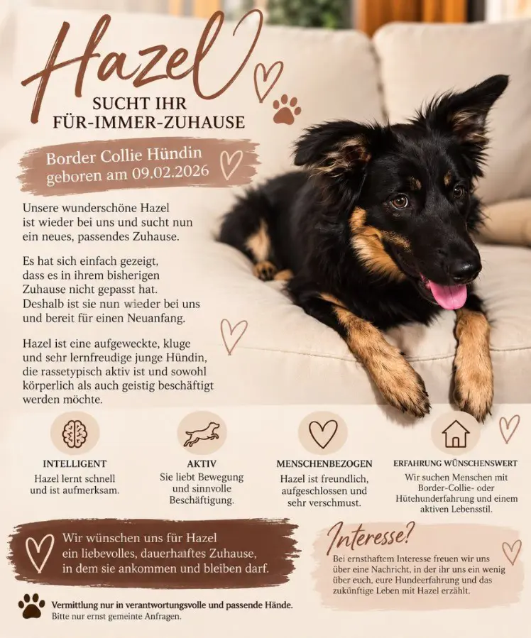BorderCollie Hündin