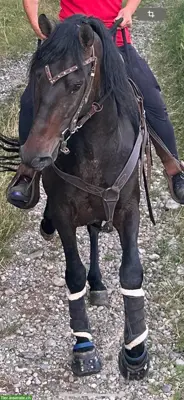 Reitbeteiligung für 2 liebe Pferde, Kanton Bern