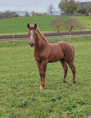 Reitpony Jährlings Stute direkt vom Züchter, Top Abstammung