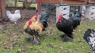 3 Federfüssige Zwerghähne abzugeben