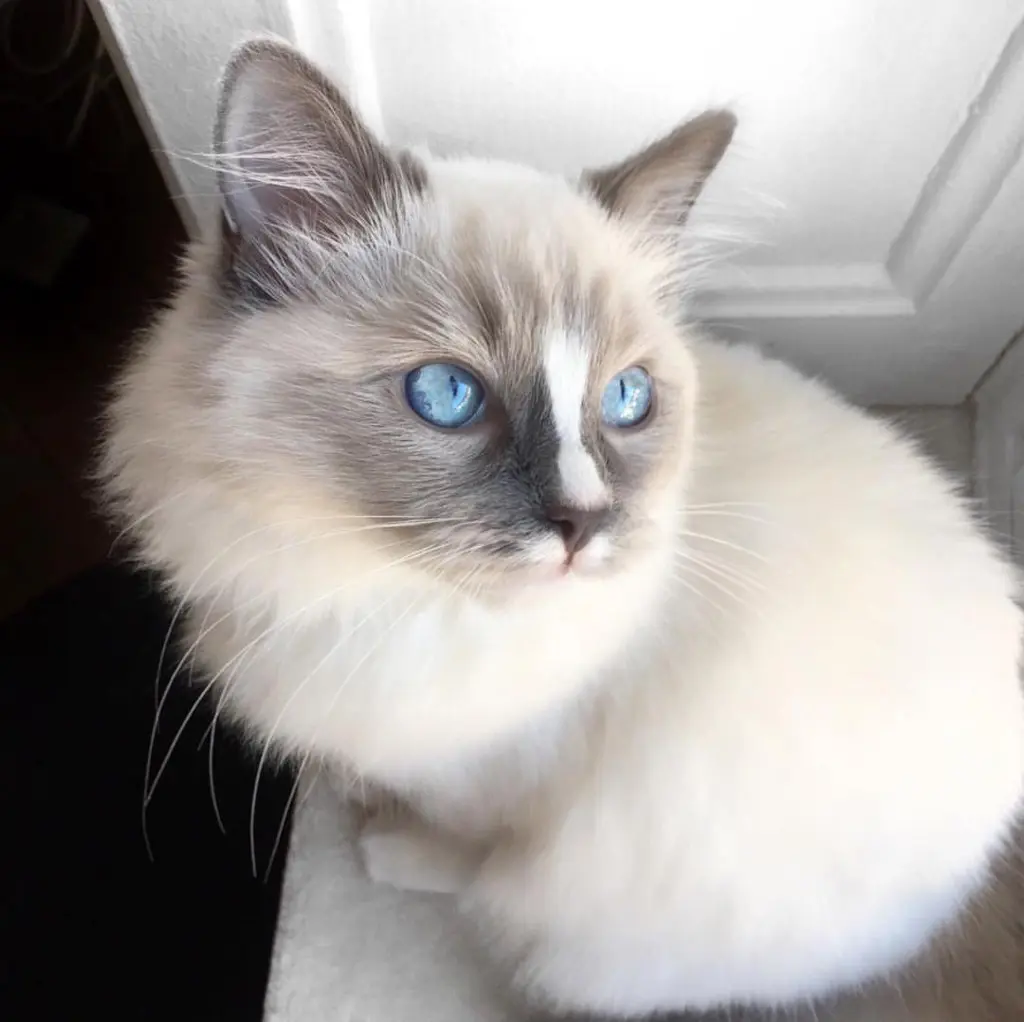 ad20e5b8-6aa3-4095-8a8f-06059321b300-Pepsy the Ragdoll (53).jpg