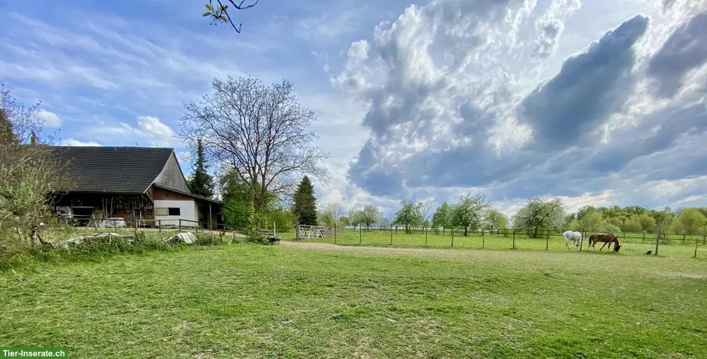 Paradies für Rentnerpferd im Thurgau