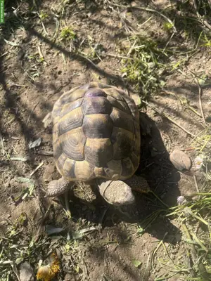 8 Griechische Landschildkröten Männchen suchen ein Zuhause