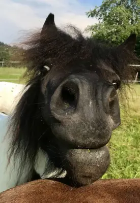 Pflege- und Bodenarbeit mit Shetlandponys sowie Isländer