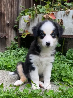 Mini Australian Shepherd Welpen