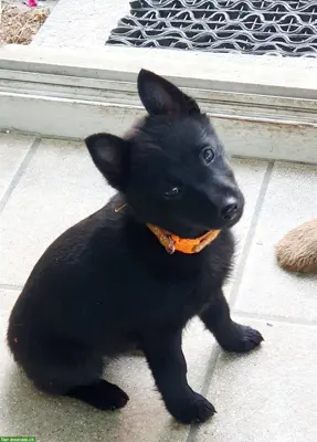 Wurf Schipperke Welpen mit Stammbaum geplant im Frühjahr 2027