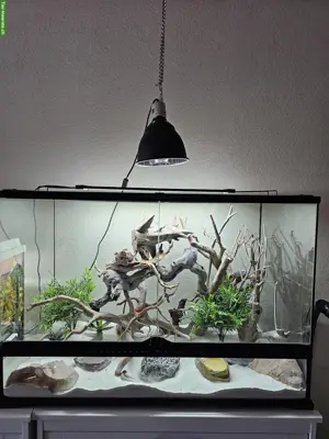 5 Kaktusgeckos inkl. Terrarium & Zubehör