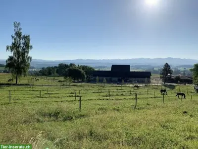Auslaufboxe zu vermieten in Egg, Zürcher Oberland