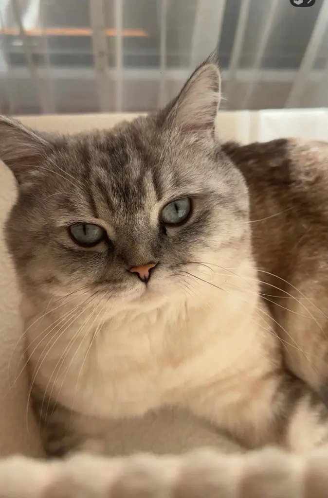 Zwei BKH Katzen suchen ein liebevolles Zuhause
