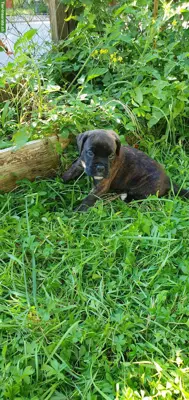 Boxer Welpen