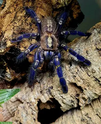 Vogelspinne Ostschweiz bietet schöne Vogelspinnen