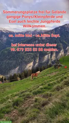 Sömmerungsplätze frei Nahe Lenzerheide GR