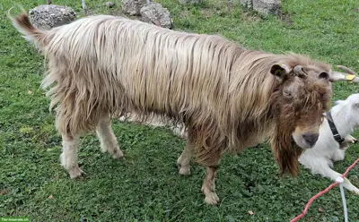 Toggenburger Ziegenbock